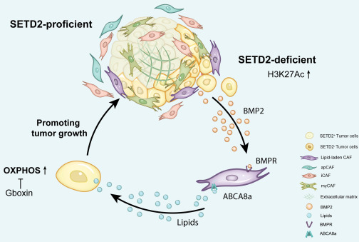 Tumor cell-intrinsic epigenetic SETpoint of cancer-associated fibroblasts dlvr.it/T70C61