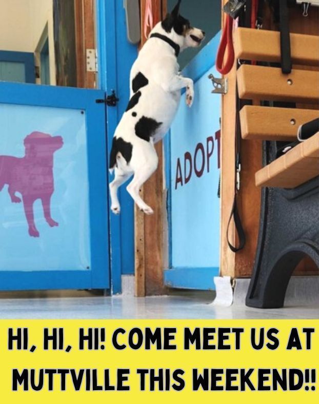 We'd jump for joy to greet you! Muttville's upcoming Open House Adoption Day is scheduled for Saturday. You're invited! Deets here: buff.ly/3K3FLxV