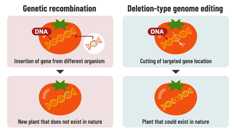 Nagoya University agri-bio venture GRA&GREEN Inc. is seeding future change! Their breeding via genome editing should drastically reduce the time taken to develop new cultivars & help pursue sustainability in farming and food 🍅. gragreen.com/en

#InnovationJapan