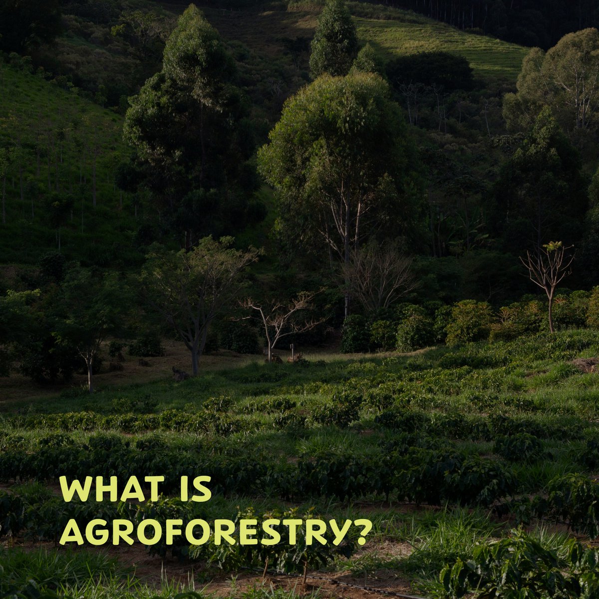CitySproutsAU's tweet photo. Agroforestry is a land management system that integrates trees or shrubs with crops or livestock on the same piece of land. It combines agricultural and forestry practices to optimise productivity, biodiversity, and environmental sustainability. 
#Agroforestry  #FarmersForChange https://t.co/kcbRZl2sHy