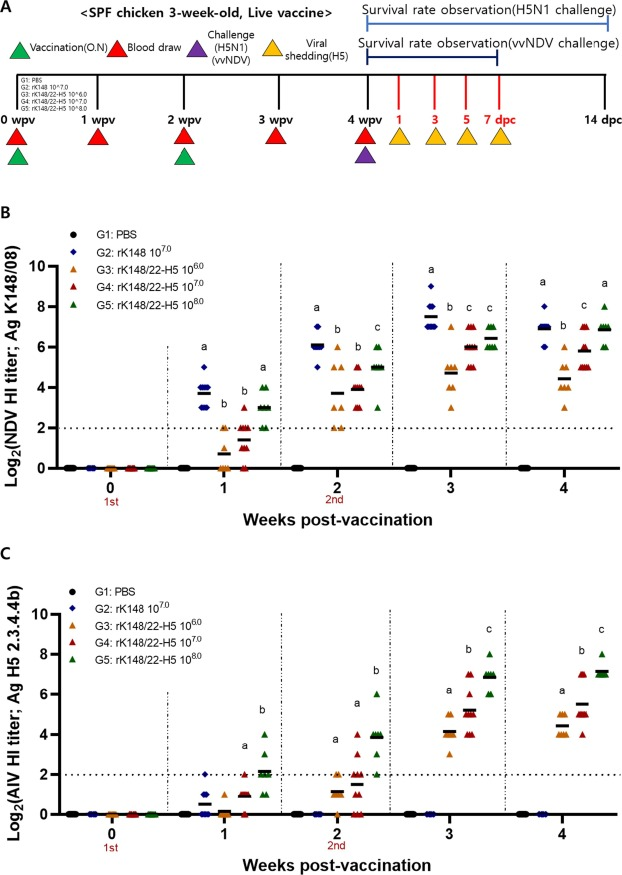 NDV-vectored vaccine w 2.3.4.4b H5 HA developed and assessed. Vaxx achieved complete survival against HPAI and NDV challenges and significantly reduced viral shedding in chickens, decreased shedding in ducks. 
👉sciencedirect.com/science/articl…