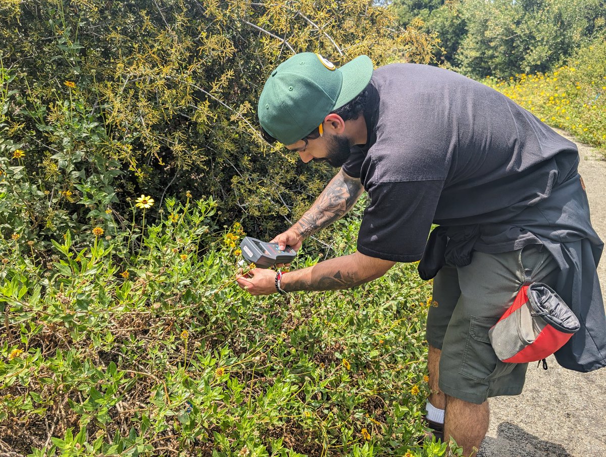 cscoffoni5's tweet image. Lots of fun with our new LI-600 @Eddie_Barragan_ @BrownNaturalist &amp;amp; Karli M.