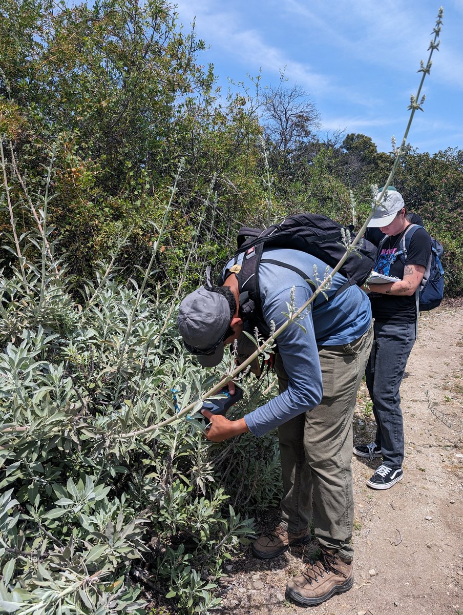 cscoffoni5's tweet image. Lots of fun with our new LI-600 @Eddie_Barragan_ @BrownNaturalist &amp;amp; Karli M.