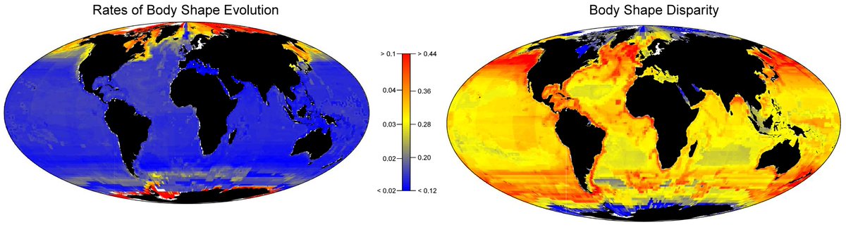 Edward Burress (@cichlidosaurus) on Twitter photo New paper (my first as 'senior author'): High-latitude ocean habitats are a crucible of fish body shape diversification
with @sarahtfried <a href="/damalichthys/">Katherine Corn, PhD</a> (and others not on here)
academic.oup.com/evlett/advance… New paper (my first as 'senior author'): High-latitude ocean habitats are a crucible of fish body shape diversification
with @sarahtfried <a href="/damalichthys/">Katherine Corn, PhD</a> (and others not on here)
academic.oup.com/evlett/advance…