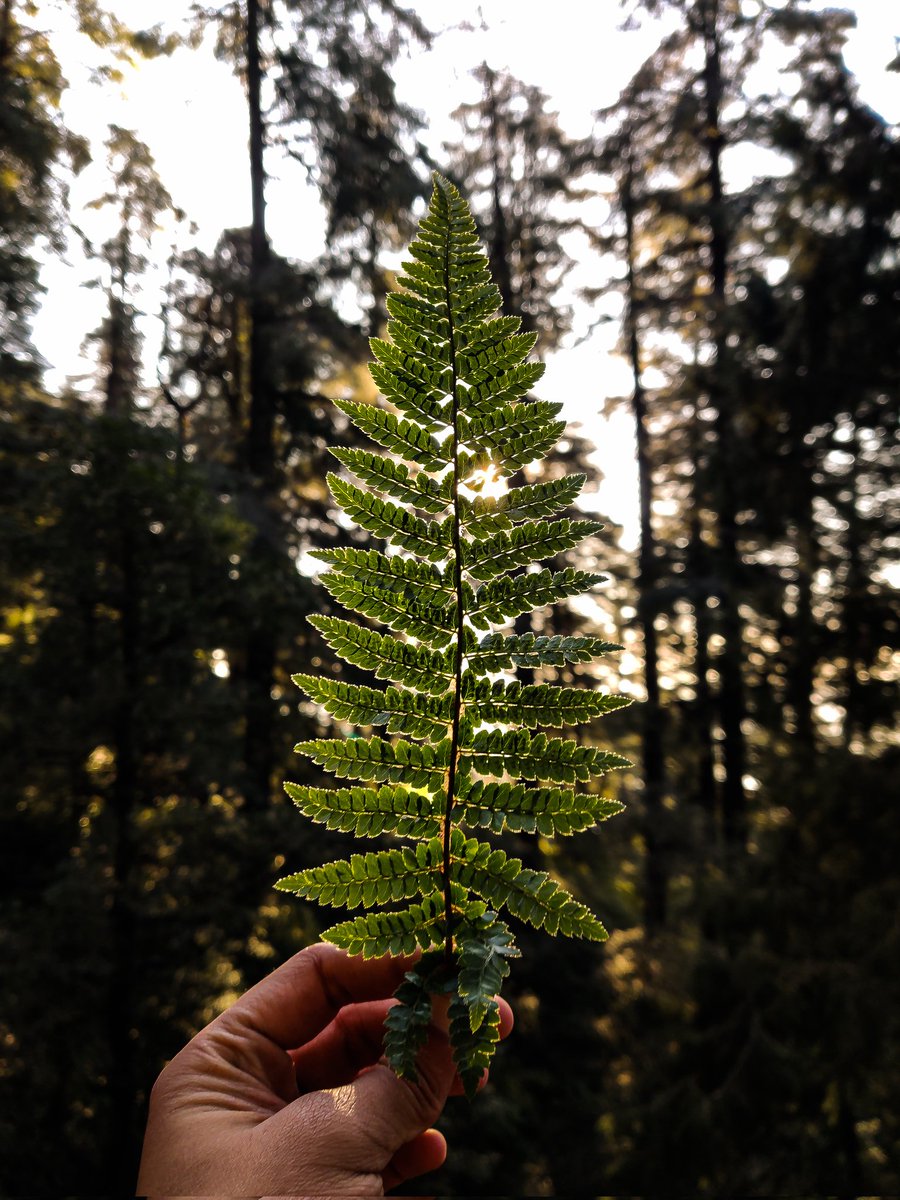 Mastermind Nature 🌿 
Look at the details 😍
#HowIGotTheShot @Snapdragon_IN @Snapdragon #ShotOnSnapdragon