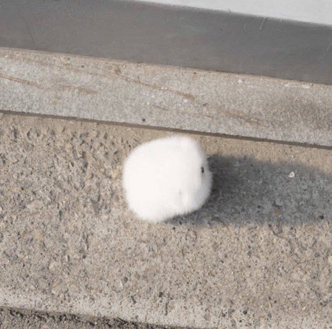 癒しのお届け便 📦【動物】 tweet media