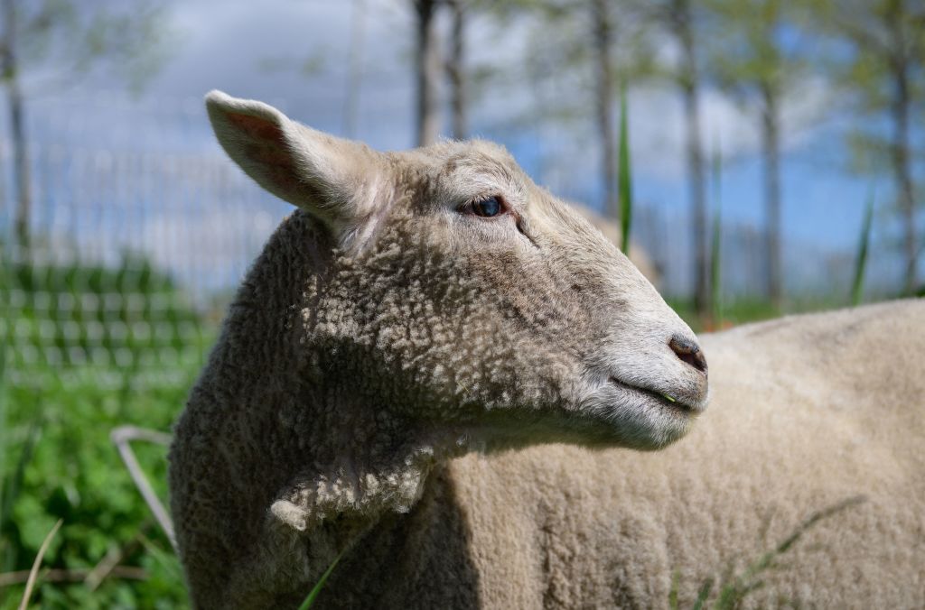 THEY’RE BAAACK! Sheep landscaping squad returns to chomp invasive plant species on Governors Island 🐑🌱 @Gov_Island bit.ly/3V4Pf2n