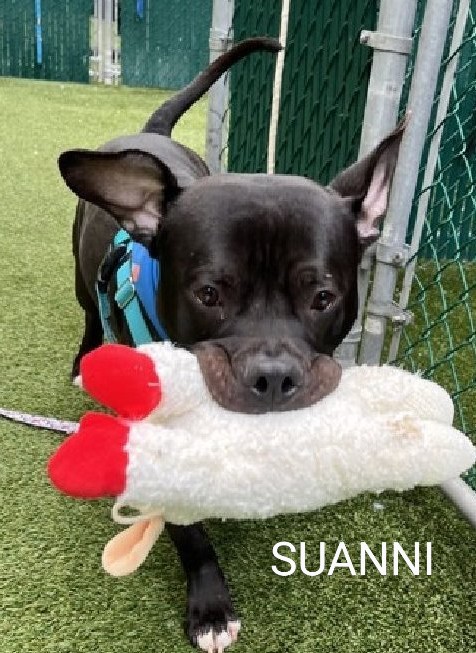 SUANNI💙 197153 #NYCACC Check out this cutie pie!😍 He's 2 yrs old, social, sweet & affectionate!💞 Loves to be petted & scratched!🤗 Smart, curious & wants to sit on your lap & cuddle! Playful w/strangers & dogs! Loves stuffies🧸 PLEASE FOSTER/ADOPT #PLEDGE #SHARE 🙏🆘🙏💉💉😔