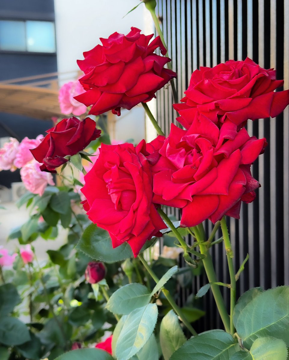 今日のバラ活
#rose #rosé #rosè #バラ #薔薇 #花の写真館 #shotoniphone #スマホ写真部 #total_flowers #flowerlovers