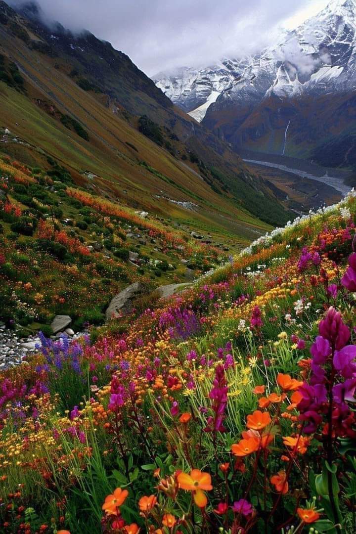 Valley of flowers Uttarakhand.