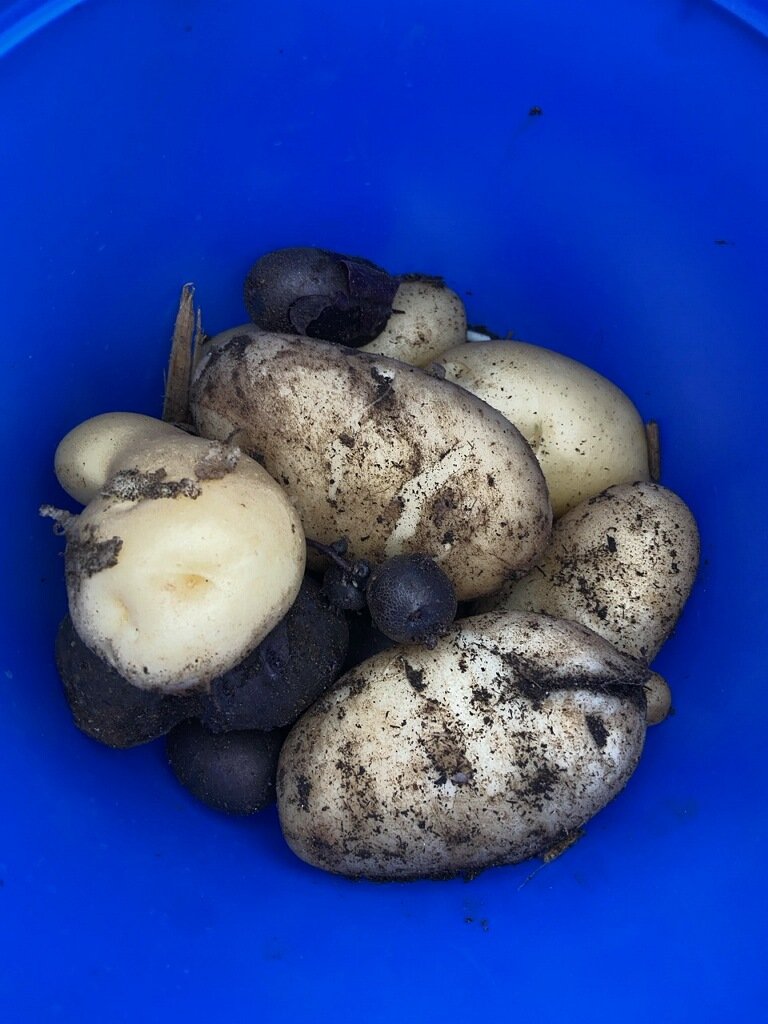 Yellow house harvested potatoes out of our CRE garden today. We were lucky that we got out before the rain started. <a href="/CRECoyotes/">Canyon Ranch Elementary</a>