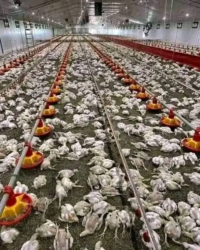 気をつけてください、ブロイラー鶏は非常に致命的な病気にかかっているので、食べるのは避けてください。鶏が死んだのと同じように、あなた自身も病気になるでしょう。