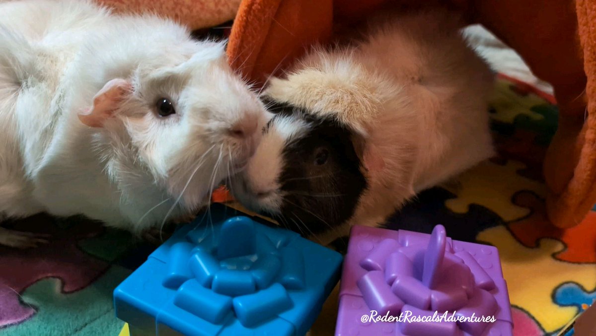 🆕️▶️🐽 #PlayTogether 🐾 Join Lenny & Pearl on our YouTube Channel for their NEW ADVENTURE!! They can't wait to play with you & tell you what's been happening.. #guineapigs #cute #playtime #guineapigdaily #guineapiglovers #pets #ThursdayFun ❤️🐹🐽🐀💻⬇️ #RodentRascalsAdventures