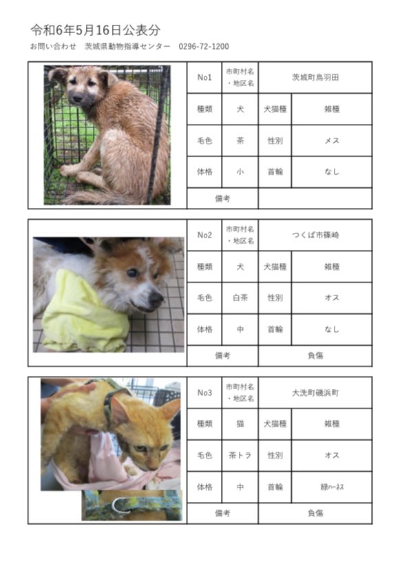 茨城県動物指導センターで保護している、迷子の犬猫の公表情報です。🐕🐈
お心当たりの飼い主様は動物指導センターにお電話ください‼️
動物指導センター
☎︎0296-72-1200(受付時間：平日8:30〜17:15)

5月16日(木)公表情報