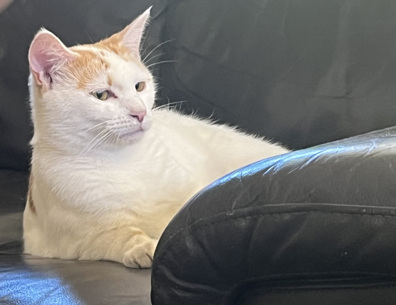 aliencatmir's tweet photo. Please be Kind to me... No one likes me and they all say i ame "ugly",. this is Unfair treatment! https://t.co/M5r4AwrMLT