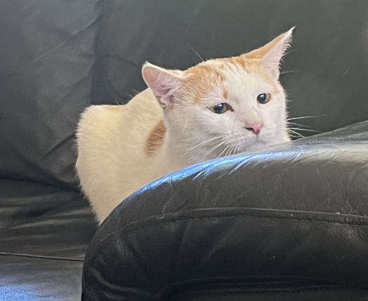 aliencatmir's tweet photo. Please be Kind to me... No one likes me and they all say i ame "ugly",. this is Unfair treatment! https://t.co/M5r4AwrMLT