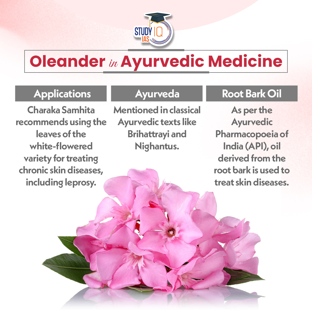 Oleander Flowers

#oleanderflowers #kerala #keralagovt #oleanderleaves #kanaveeram #currentaffairs #dailycurrentaffairs #charakasamhita #india #upsc #cse #ips