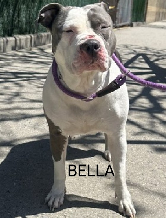 🖤KILL COMMAND🖤 BELLA🩷 198252 #NYCACC BELLA is 6 yrs old & was surrendered for personal reasons😔 Social, affectionate & sometimes a couch potato🤗 Friendly & playful w/strangers, kids, familiar dogs & cats! Loves food & rope toys! Overweight. FOSTER/RESCUE #PLEDGE SAVE HER!