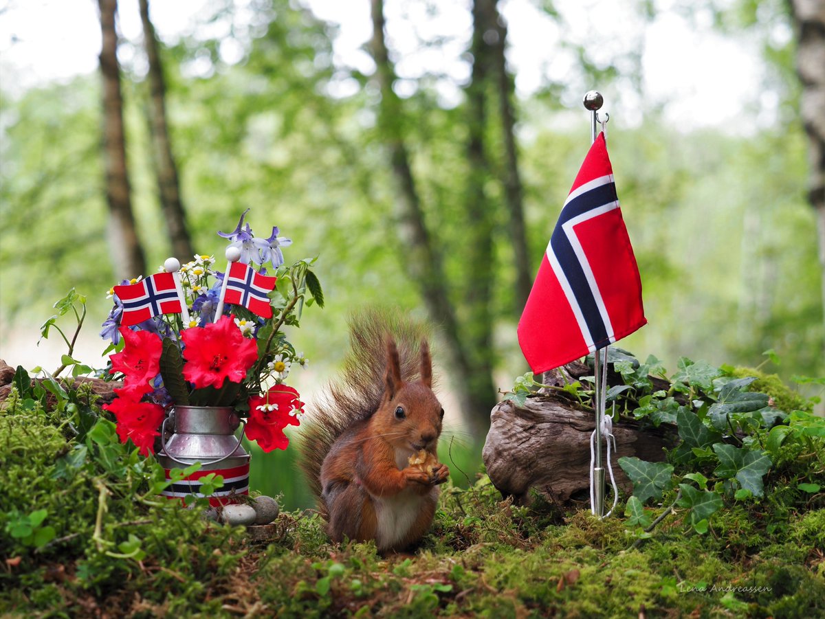 17 May 🇳🇴🇳🇴🇳🇴
Happy birthday Norway from the squirrel squad and me. Enjoy the day in the wonderful weather we have in Norway now ❤

Jæren  Norway May 2024

@ThePhotoHour 
#nationalday 
#17mai
#squirrel