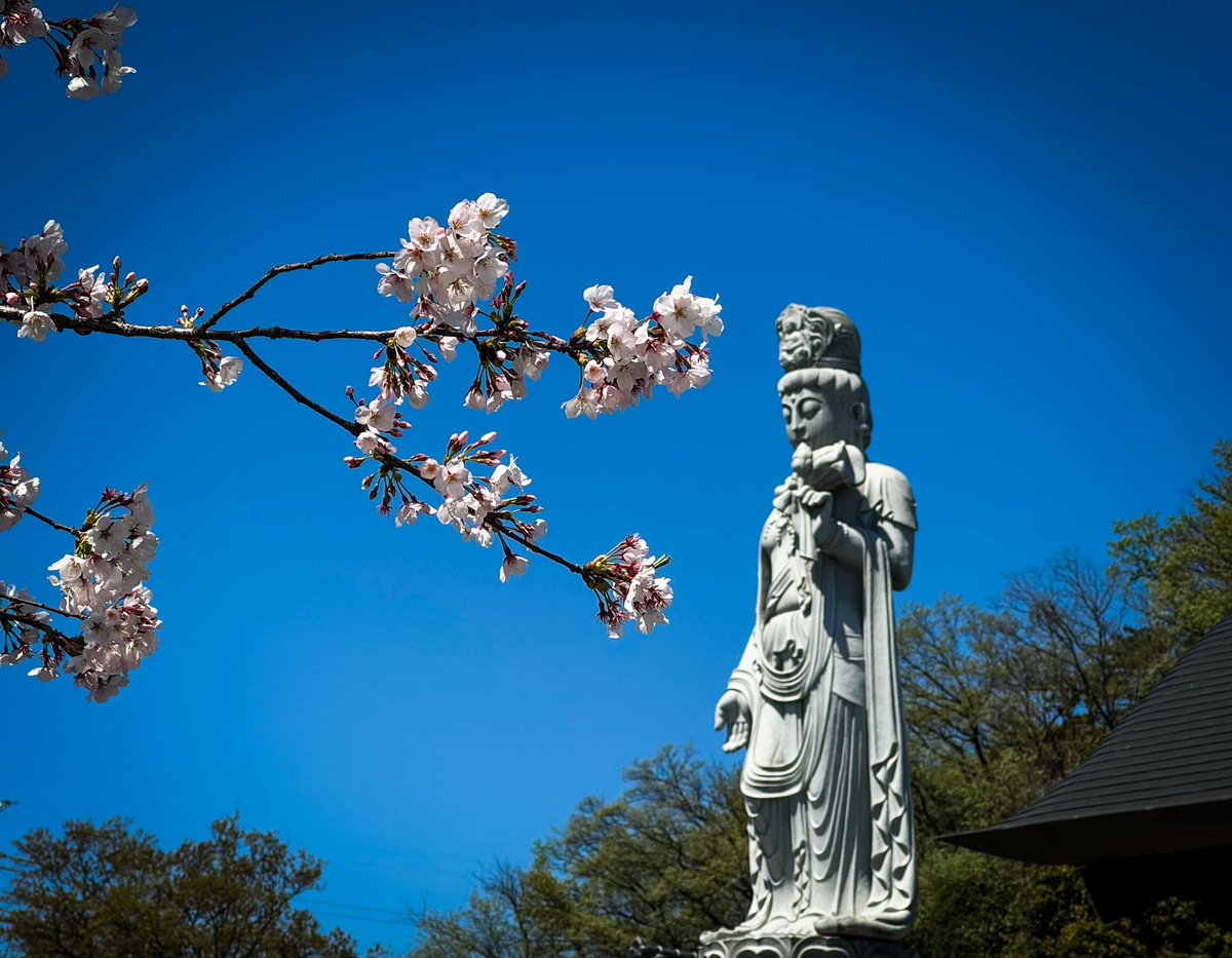 凛様よりご投稿頂きました。第83番龍泉寺「観音様に桜を奉納」。ご投稿誠にありがとうございます。#フォトコンテスト #巡礼 #御朱印 #関東８８フォトコン #厄除け開運大師