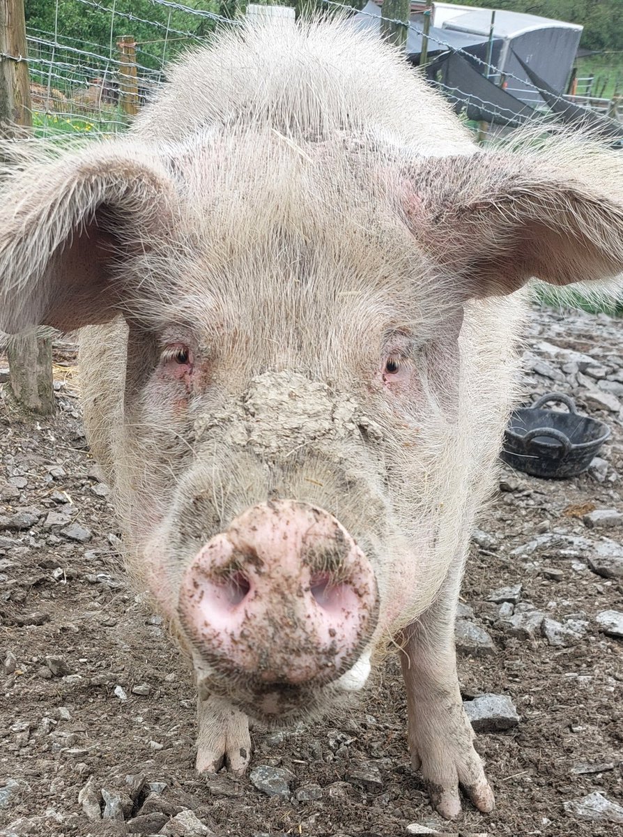 Phoenix has fashioned himself a crusty nose mud toupee 🐽 He's also bravely decided he rather likes having a smooth from kind humans. It's taken him over 4 years to trust us because he was so traumatised by humans 💔 Pls become a #Pigoneer to support him💌 globalvegancrowdfunder.org/pigoneer-2000-…