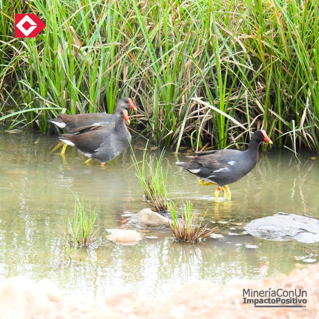 ¡Nos unimos a la celebración del #GlobalBigDay🦜! En el marco de esta fecha, en las estaciones biosensoras de la #MinaPribbenow, realizamos una jornada de avistamiento de aves: reportamos un total de 46 especies, de las 253 que se reportaron el Cesar. ¡Hacemos #MineríaSostenible!
