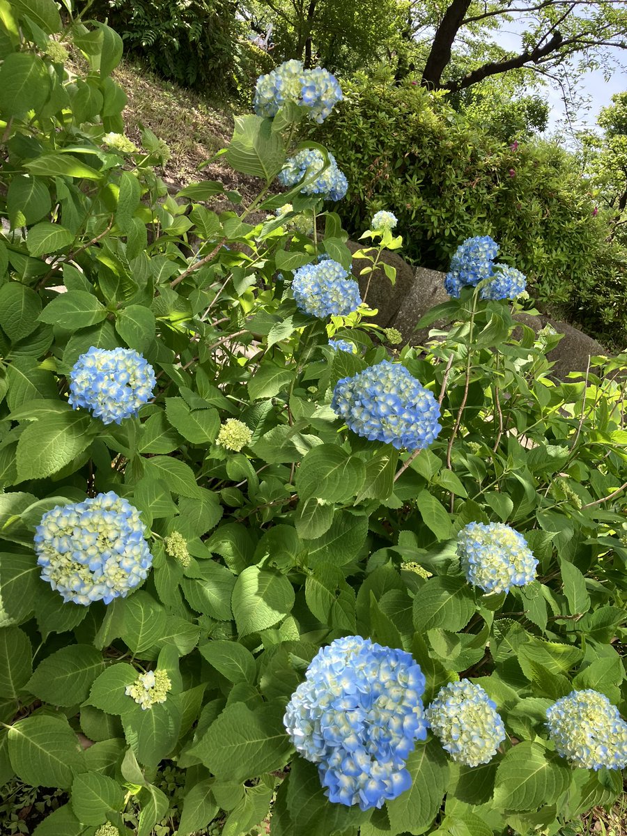 早くもアジサイが咲いていました。
#台東区 #隅田公園 
#三社祭 がいよいよ始まります。
