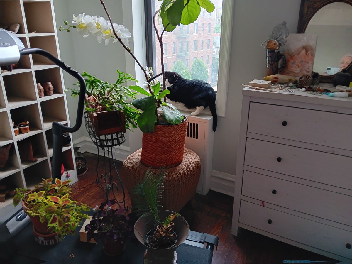 Mi madre adopted two new cats last weekend upon the death of Itsy. There names in the kennel where Frankie and Slick. We have yet to name them.