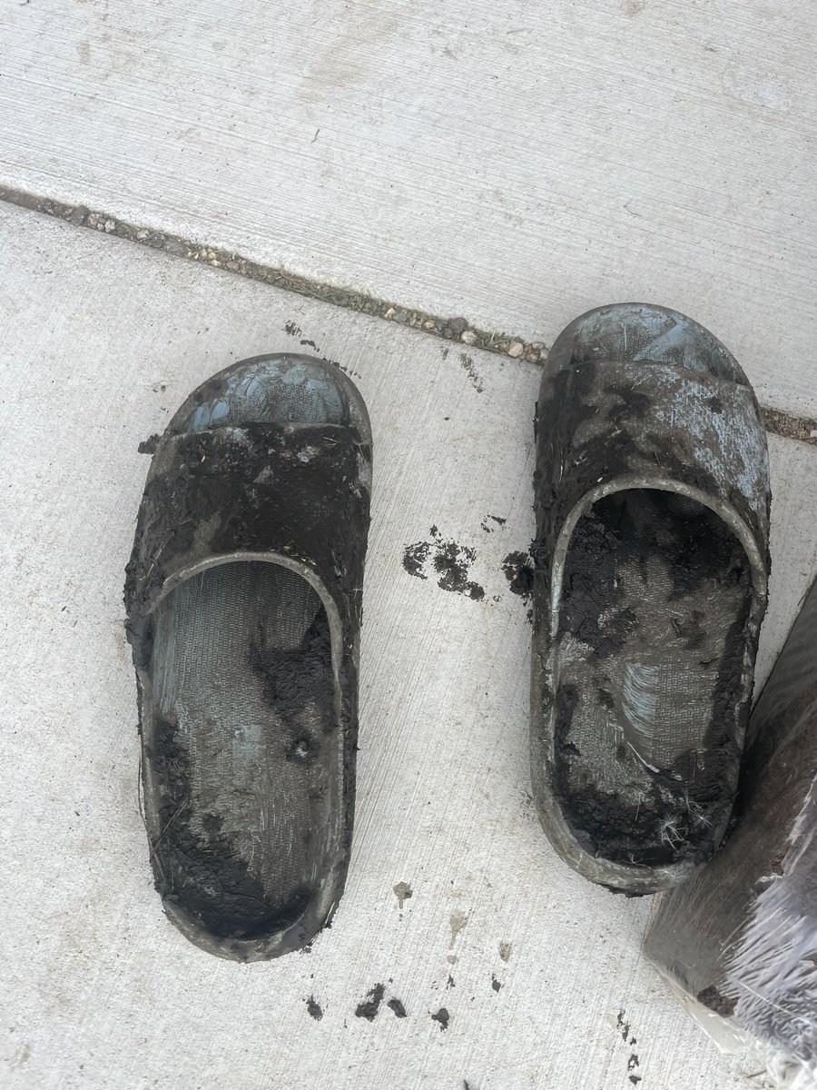 6Shittalkerffs's tweet photo. This is Bean. A triplet that isn't thriving like she should. She is getting supplemental bottles.
The kid stopped and gave Rainy some love and then walked through the cattle lot. He asked if I was mad.. nope. "I had to dig my shoes out" 🤣🤣 lesson learned.
#itsnotmud https://t.co/7O40BOTs3D