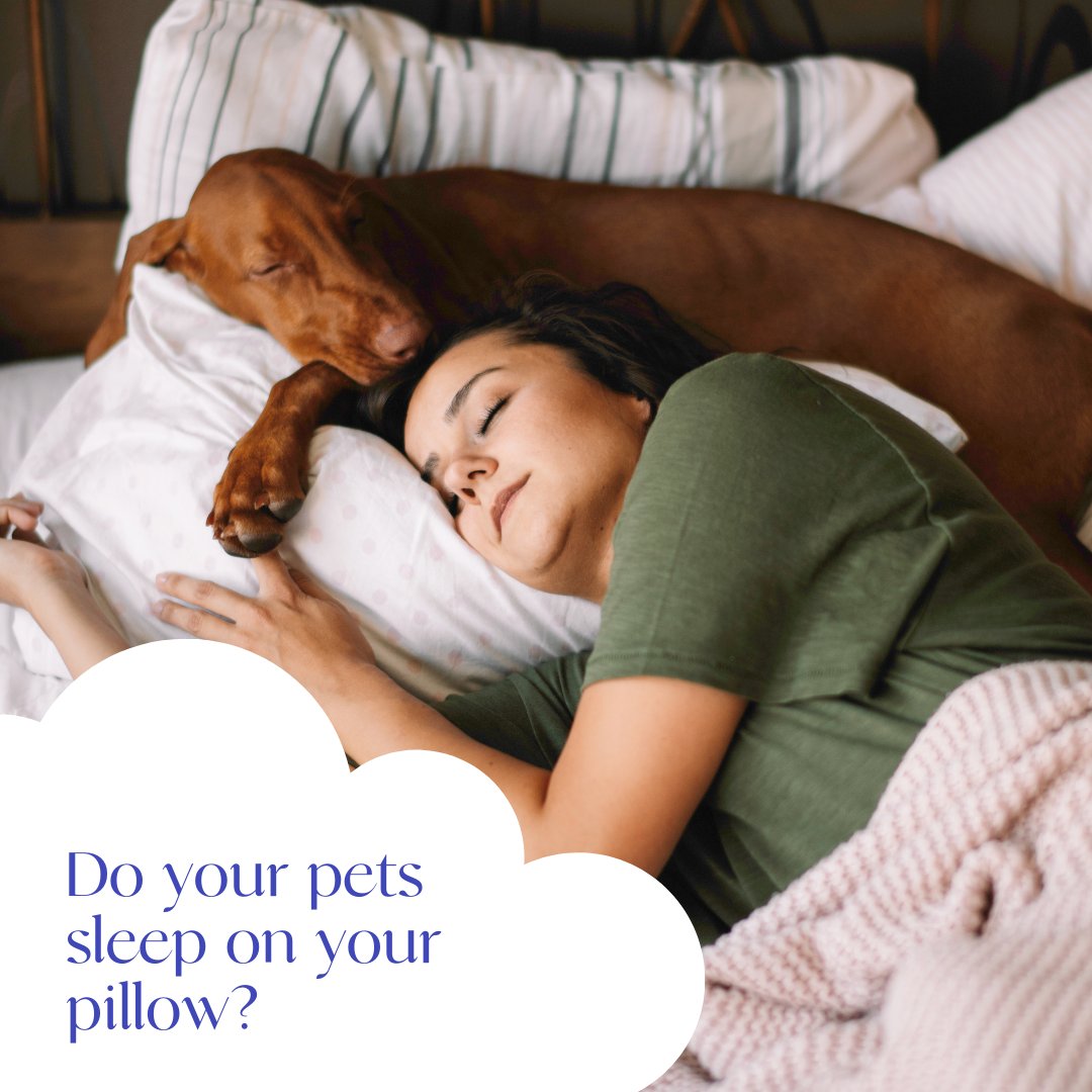 Ever wake up to find your pillow stolen by your pet? 🐶 It's a common struggle! Let's celebrate the joys (and challenges) of sharing our bed with our furry friends. Discover why you may not want your pets in bed at: bit.ly/3tWkBgm #BSC #BSCSleepTips #BetterSleepMonth