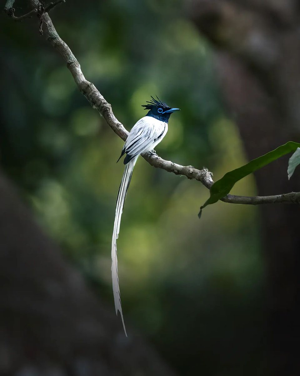 When you're the only one who reaches office before 10 am. Pictured here is a gorgeous Indian paradise flycatcher. #Repost from Instagram | Tapas Kumar Das 📸 Want to get featured? Upload your pictures and tag us using @natgeoindia and #natgeoindia on Instagram.