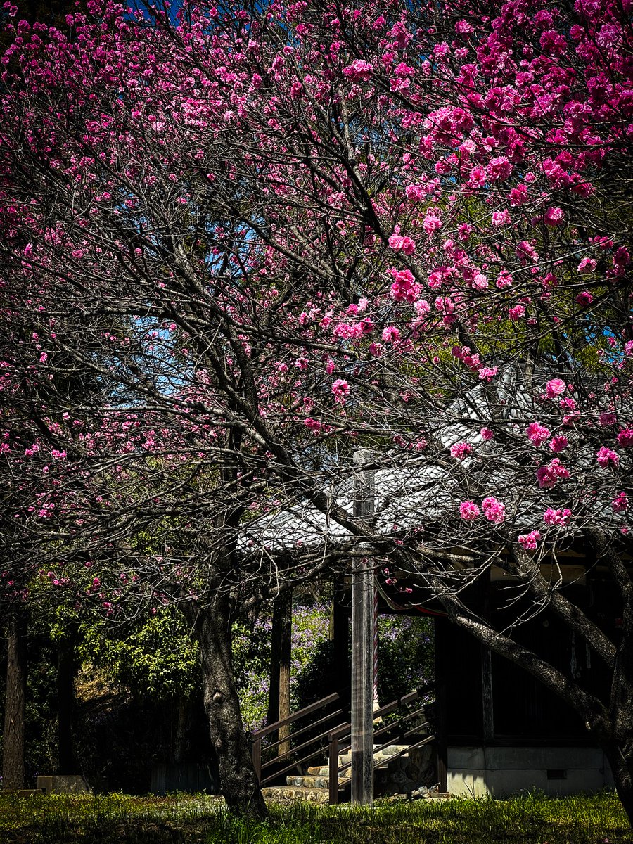しじみ様よりご投稿頂きました。第84番正福寺「満開の薬師様」。コメントとして「正福寺様から国道を挟んで少々離れていますが、こちらのお堂も正福寺様の境内だそうです」。ご投稿誠にありがとうございます。#フォトコンテスト #巡礼 #御朱印 #関東８８フォトコン