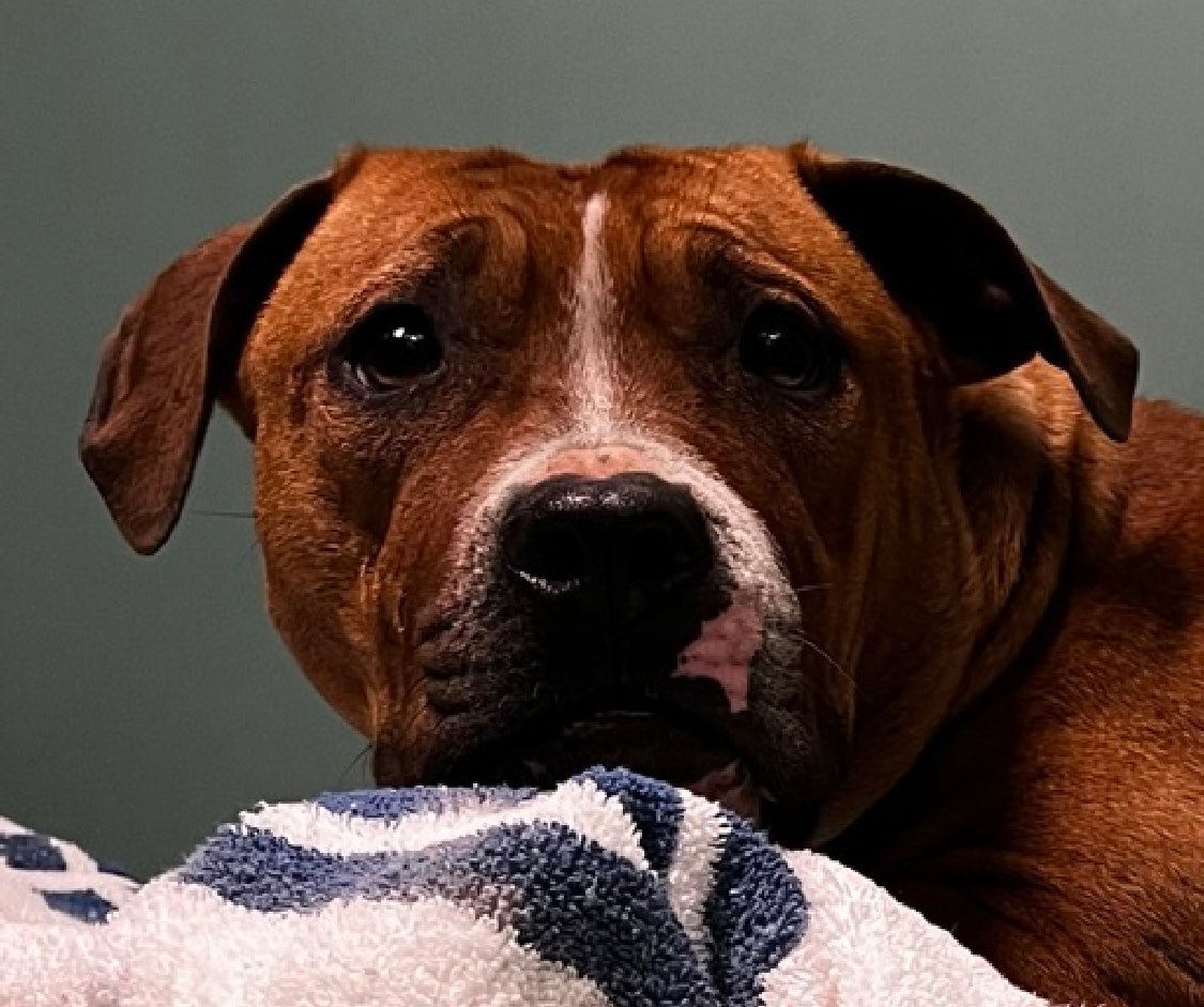 Keith Olbermann's Dogs tweet media