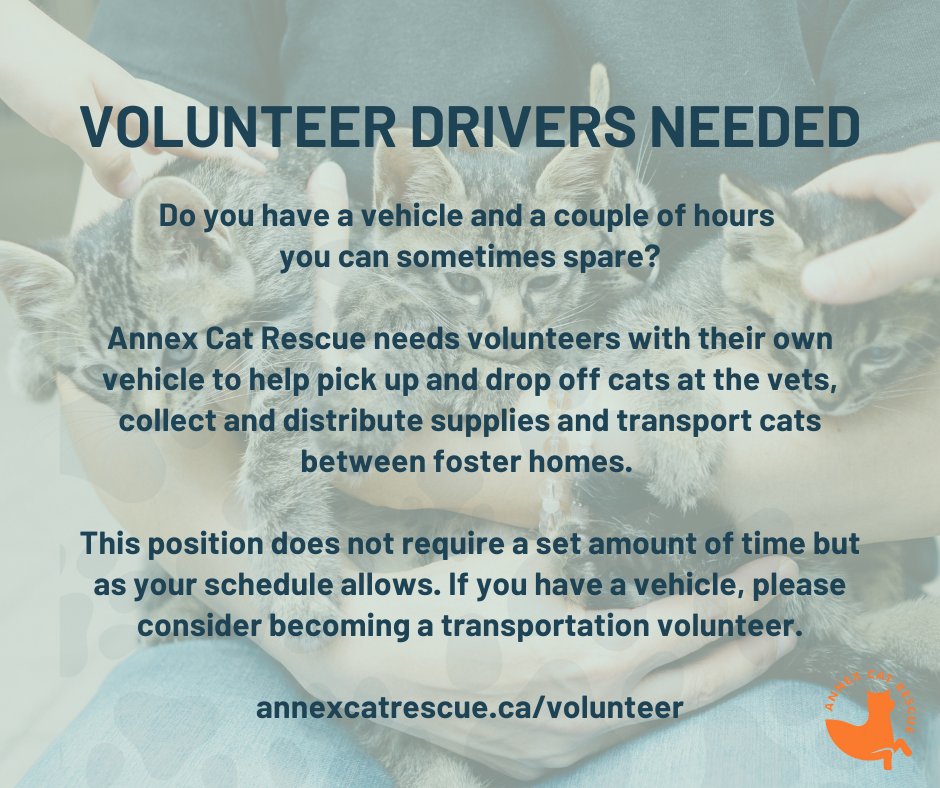 VOLUNTEER DRIVERS NEEDED 🧡 ACR needs volunteers with their own vehicle to help pick up and drop off cats at the vets, collect and distribute supplies and transport cats between foster homes. To volunteer: annexcatrescue.ca/volunteer

#annexcatrescue #catrescue #rescuecat #volunteer