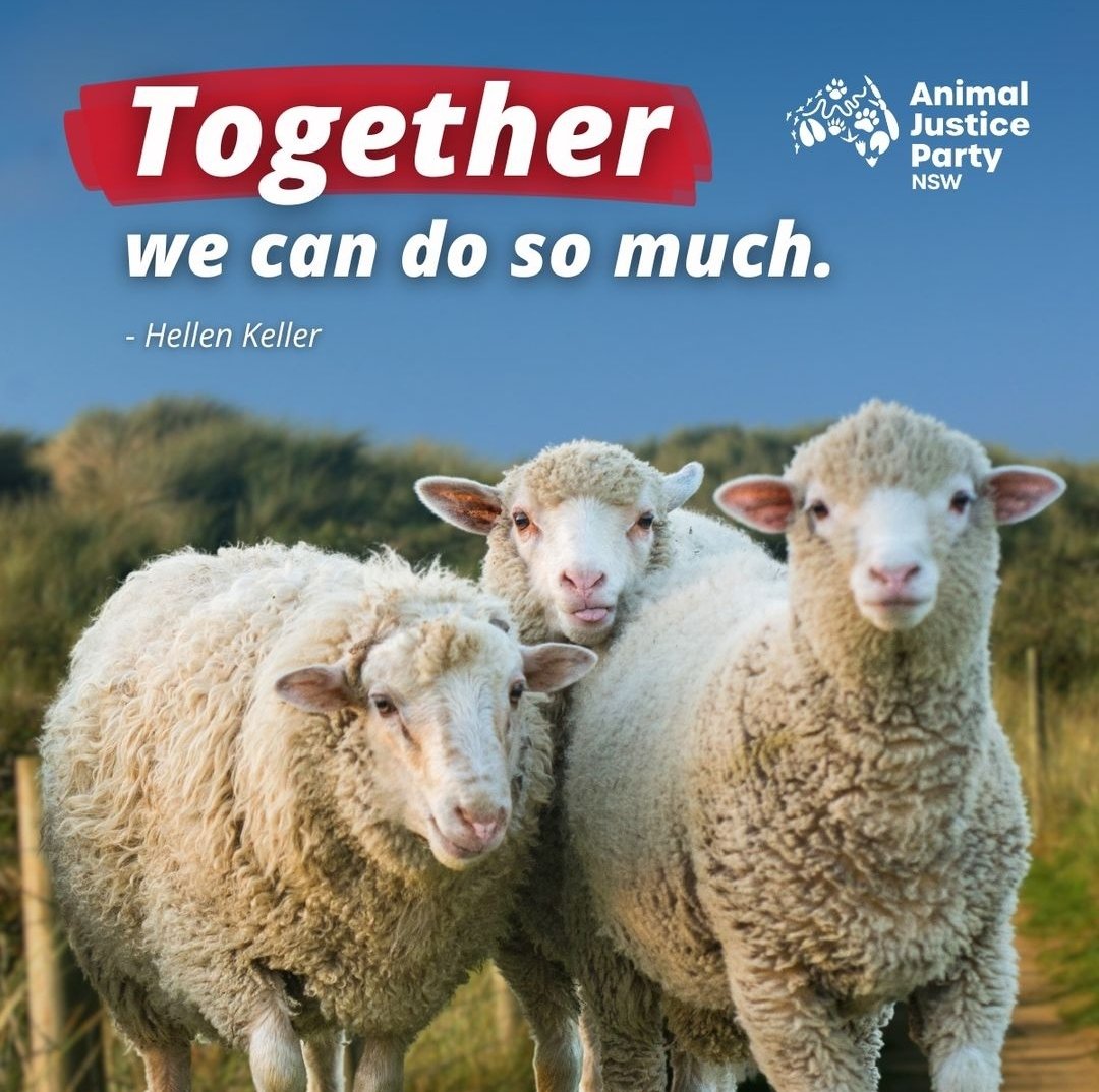 'Together, we've reached a major milestone: Seeing an end to #livesheepexports This wouldn't have happened without the AJP to negotiate & secure legislative change. Please join us in our commitment to the work ahead. Your support multiplies the strength of our movement.' @AJPNSW