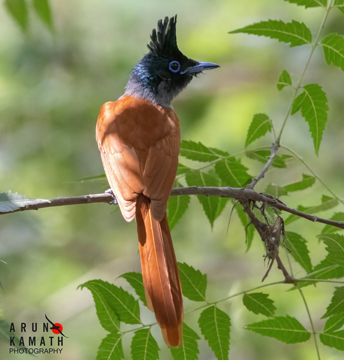 Love the way it shows of the crest and the look of The Indian Paradise Flycatcher female. The summer heat is too much now at 43c and no birding for few days as morning also its 30+ #indiaves #twitternaturecommunity #birds #thephotohour