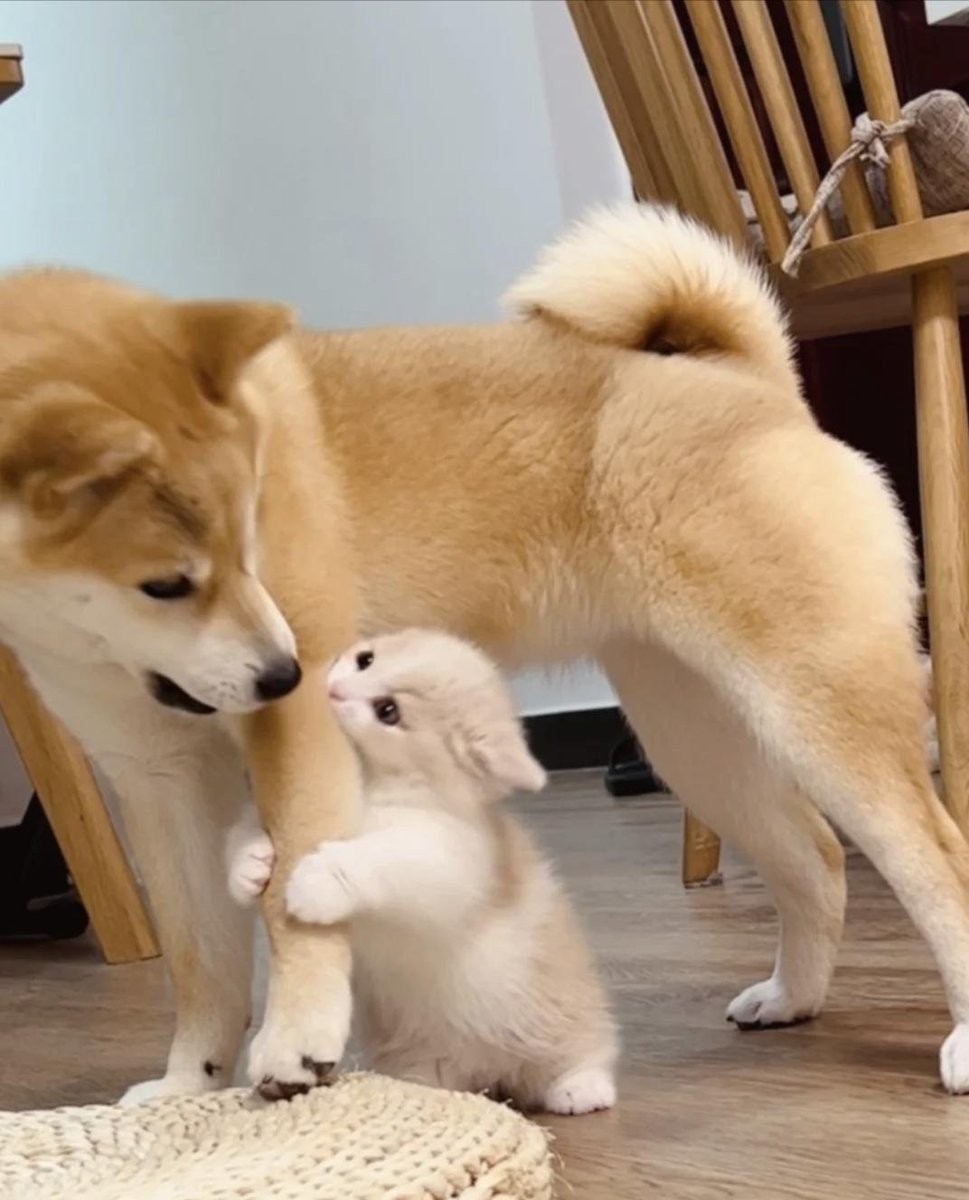 犬と猫、異なるペット、異なる箇性、同じ付き添いです。