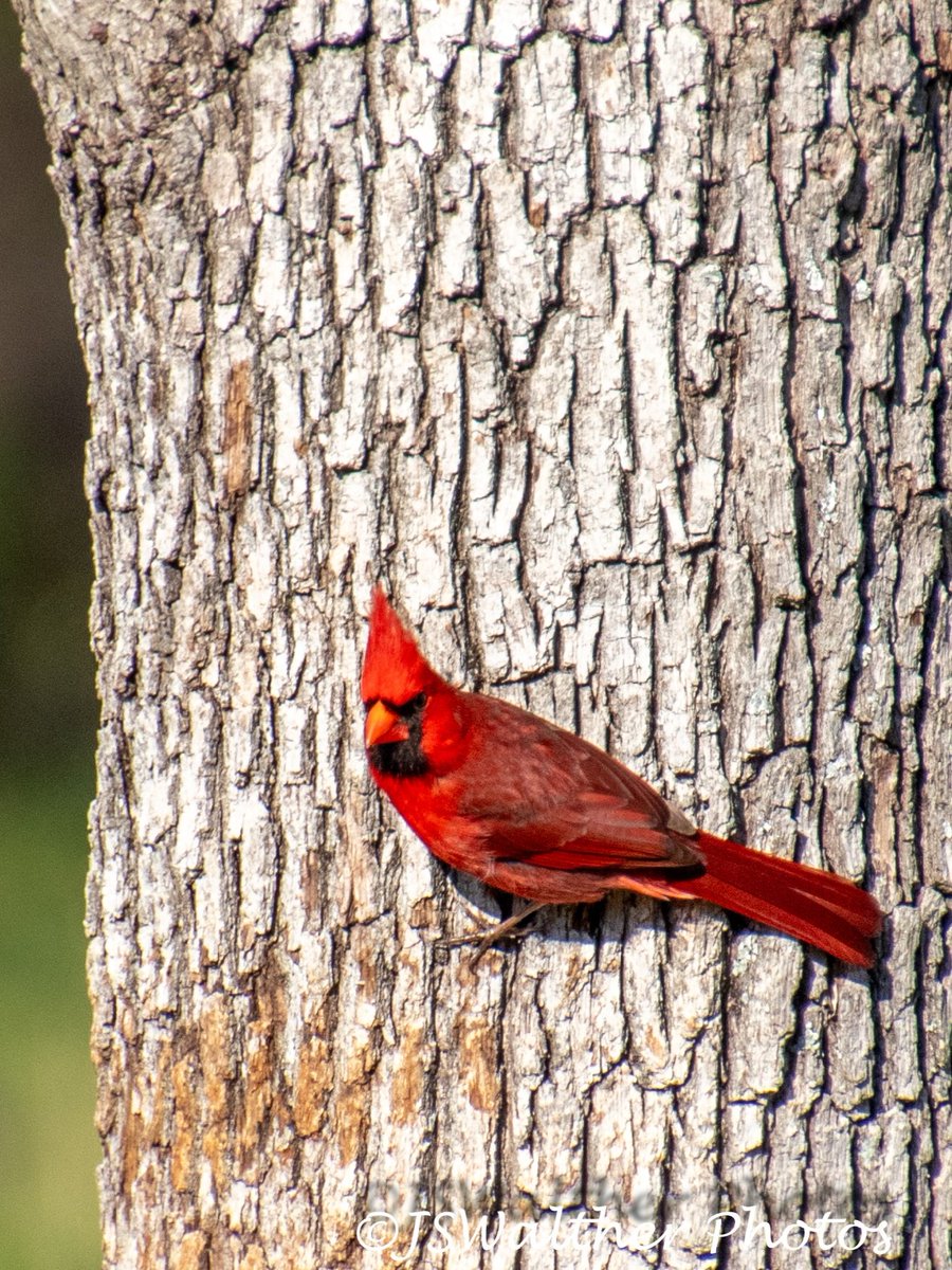 #cardinalbird #birds #cardinal #birdphotography #bird #cardinals  #nature  #cardinalbirds #redbird  #birdlovers #birding #naturephotography #birdwatching #audubonsociety   #wildlife #birdsandblooms #redcardinal #caringcardinals #cardinalgirls #wildlifephotography