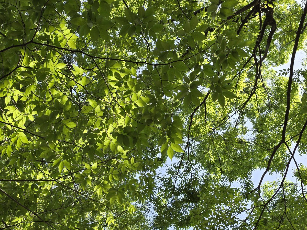 新緑が深まり始める季節…今日も暑くなるらしいので熱中症などに注意しましょう❗
.
🗓 2024.5.17
🗾 #東京 #多摩地域
📷 #GalaxyS24Ultra
#写真好きな人と繋がりたい
#ファインダー越しの私の世界
#WithGalaxy #photography