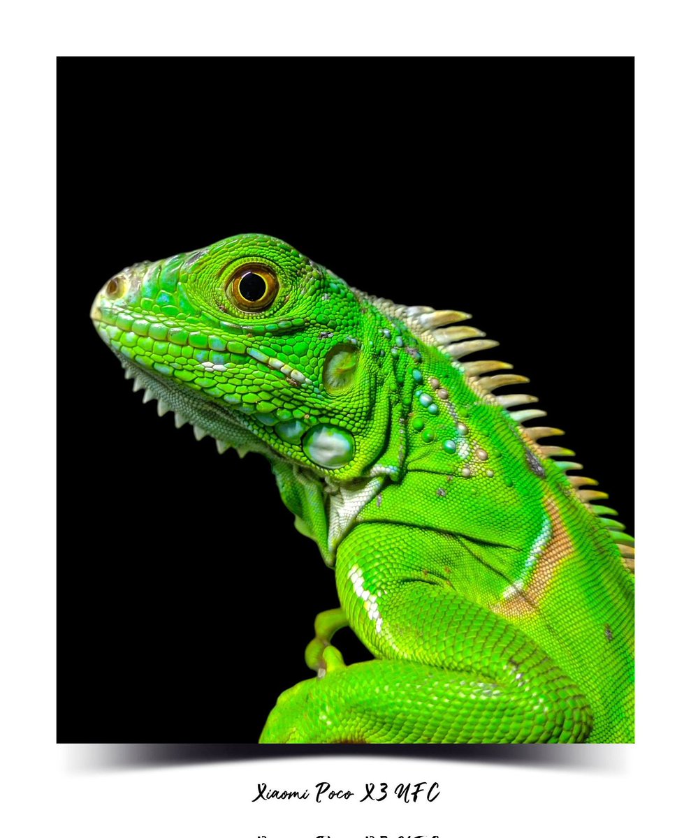 Daevisd's tweet image. Otro que se cree que somos gilipollas...que ésta foto es con una porquería de #PocoPhone 🤣🤣🤣🤣  #PocoX3