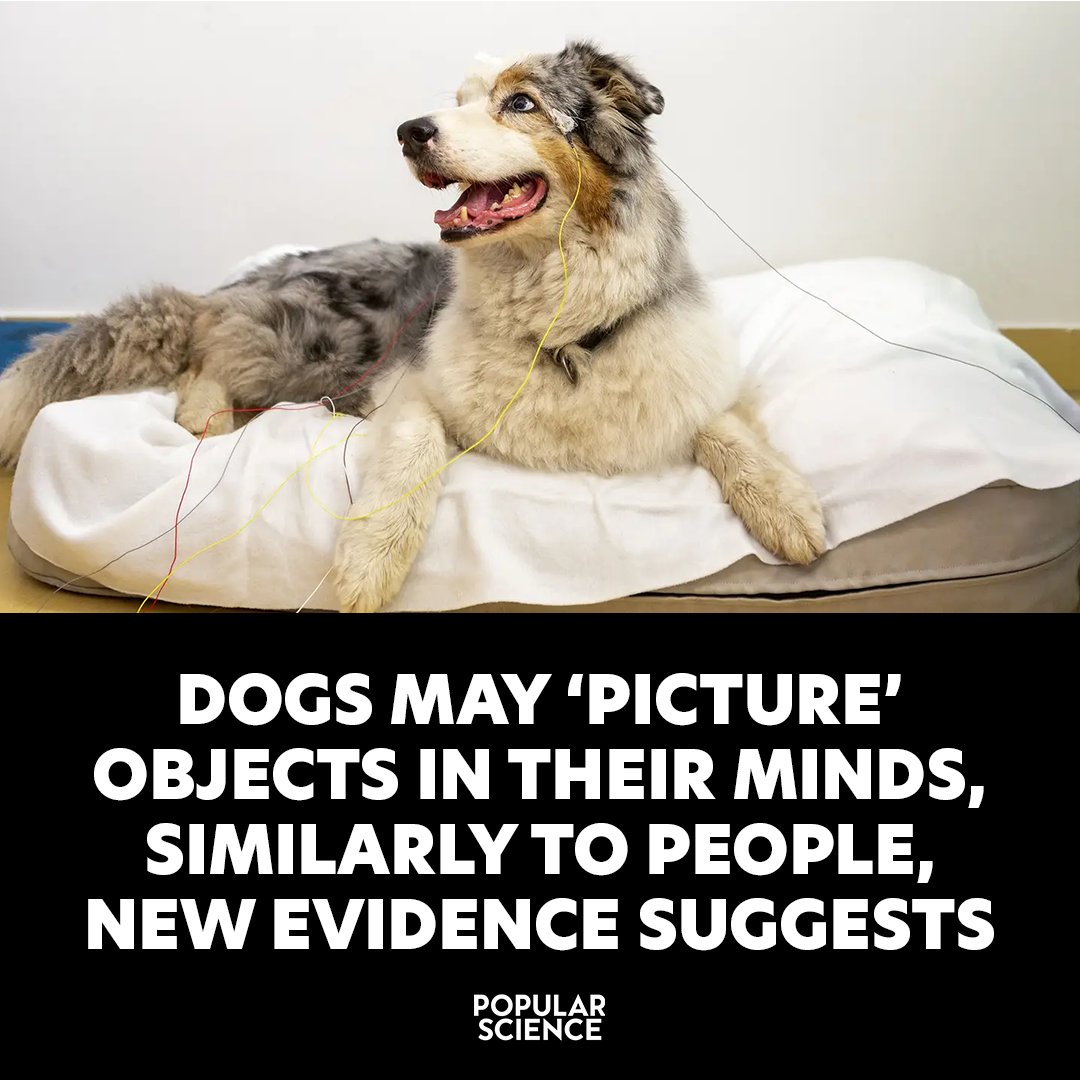Humans have internal visual references, allowing us to 'picture' objects. Dogs might too. trib.al/GAYIeqR