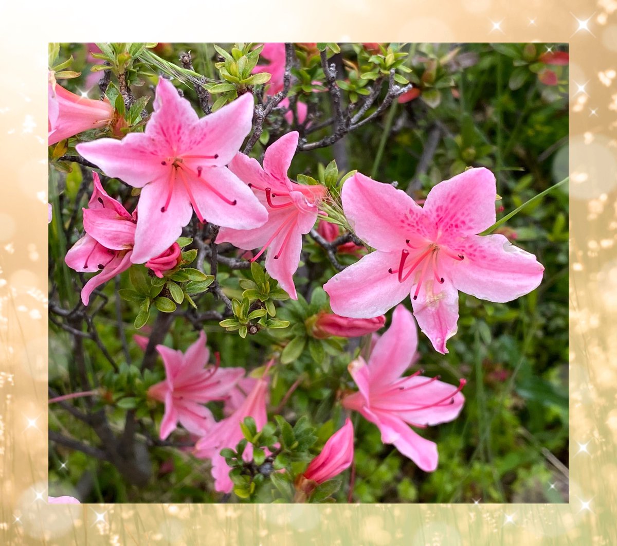 今日も目が覚めた😊有難い🙏大日如来さまからのメッセージ『仏心中にあり』人は皆神の分け御霊であり､心の中に皆仏様がいる｡
迷い・悩んだ時､答えは心の中にある!仏教とは仏の教え｡知る事で氣づける事がある!知る事で心が軽くなり救われる事もある❗️全ての事は､氣づきの為に起こる!氣づく事が大事