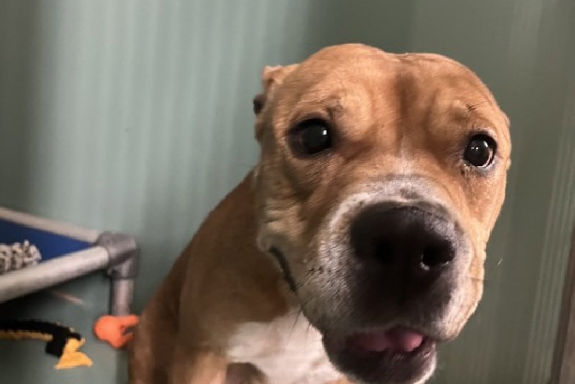 Fearful and confused, Felicity 199560 searches for a trusted friend to keep her safe. But she's in a dangerous pound and after arriving just May 8, she's now TBK Saturday in NYCACC. She's social and friendly with select staff members and is really in need of kindness, time and