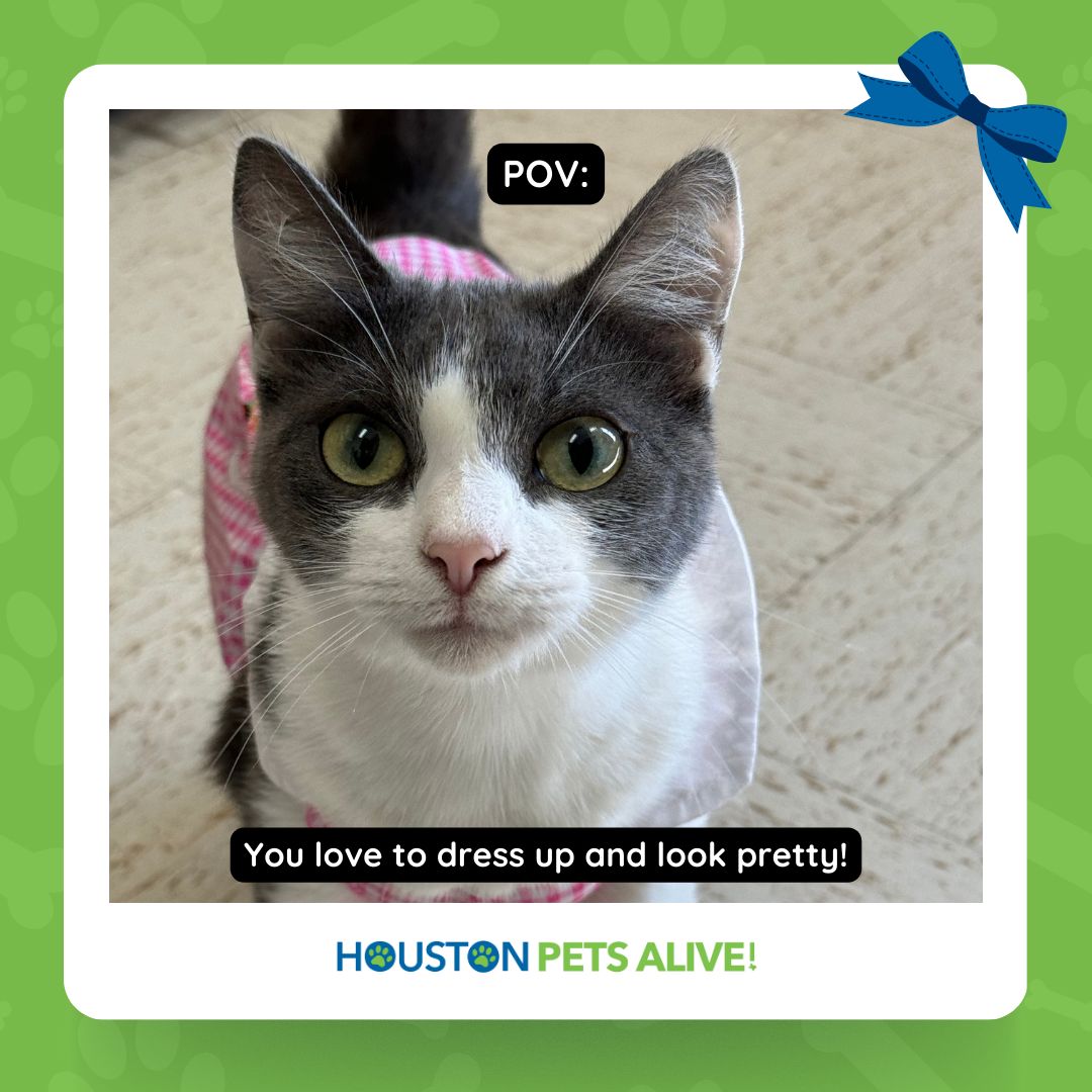 🌸 Meet Valley, the most fashionable feline in town! This one-year-old beauty is ready for her forever home. Interested in adopting Valley? Fill out an application today and meet her! 😻🌟 #houstonpetsalive! #HPA! #rescuecat #catfoster #catadoption #cats