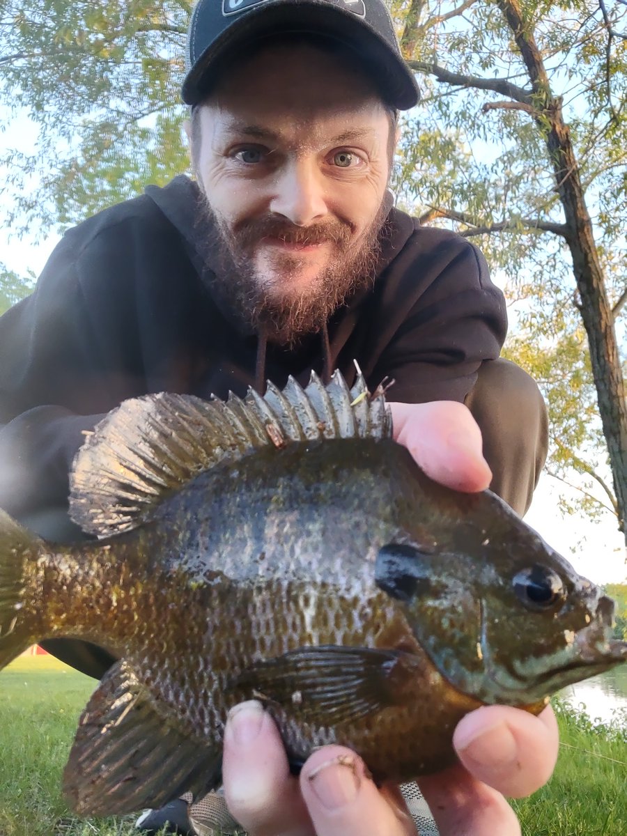 Two of my biggest bluegills all spring two nights ago. Might as well keep it rolling. Another tank of a bluegill. Man the past two weeks of fishing have been fun!!! #pfluegerreels #rapala #panthermartin #CrushCity #13fishing