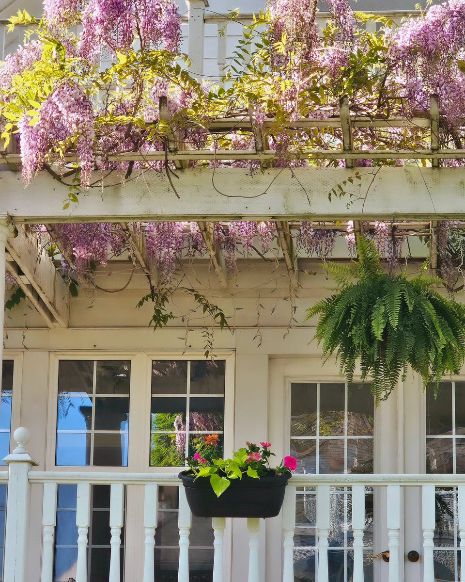 The Chestnut Inn near my house is my favorite house in town, and they have outdone themselves with this beautiful porch draped in Wisteria and Ferns! 💜😊 #niagarafalls #flowers #fleurs @ThePhotoHour #shareyourweather #stormhour