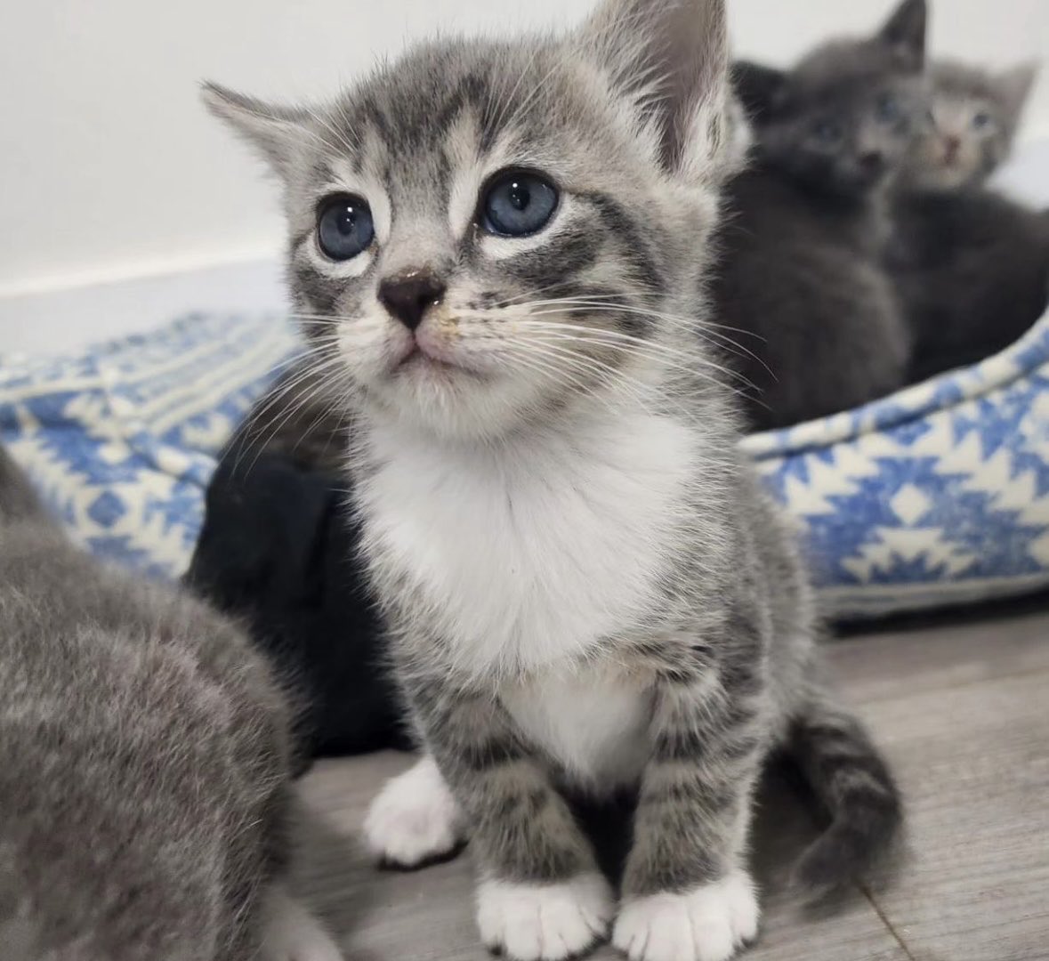 Sydney is our 6 week old male kitty! 😍💙 DM us to adopt any of our available pets! 🫶🏽 #AnimalLoversResce #rescuestory #animalrescue #adoptdontshop #rescue #animals #animallovers #animalsanctuary #animalrights #dogs #cats #rescuecat #rescuecats #rescuedog #kittenrescue