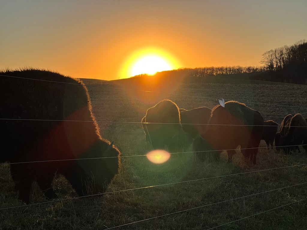 ICON Meats tweet media