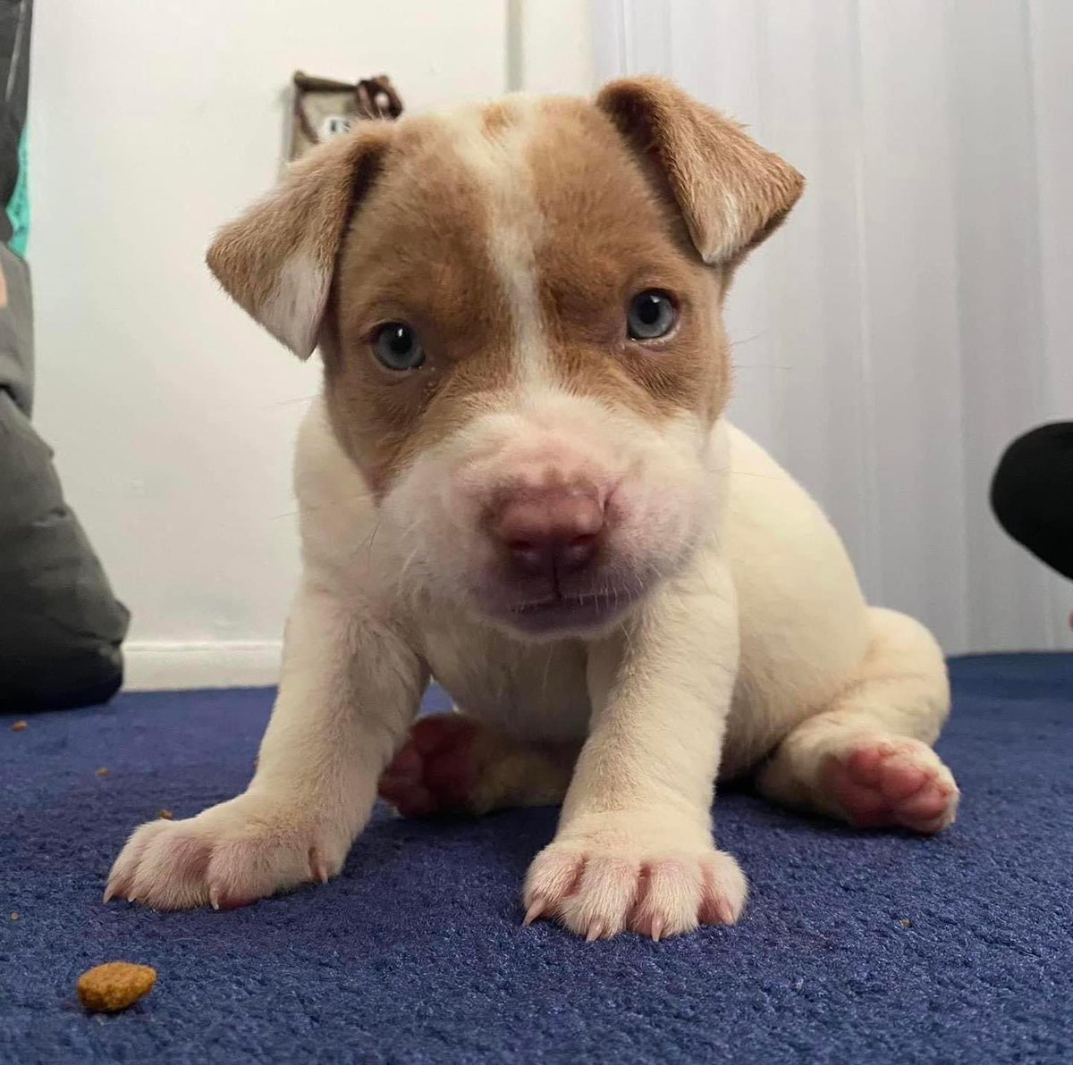 Meet Stitc! 8 week old pit mix loves to play and explore the house. He gives a lot of kisses, gets along with his siblings and with bigger dogs. He loves kids and his face lights up when you walk in the room! To adopt this adorable boy please apply at: coldnosewarmheart.org/dog-applicatio…