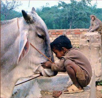 Muslims vs. Cows Muslims believe in Jihad, violence, beheadings, enslaving, human trafficking, conquering and dominating. While the cow is a symbol of motherhood, love, generosity, peacefulness, and nonviolence So, who is superior, and who is inferior? All comes down to